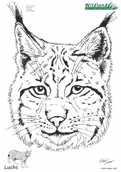 Bogen Luchs