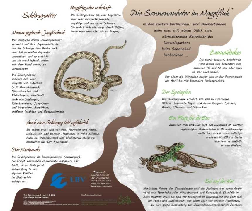 Tafel Schlingnatter-Zauneidechse